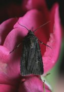 Garden Dart (Euxoa nigricans)