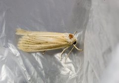 Lyme Grass (Longalatedes elymi)