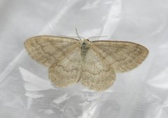 Cream Wave (Scopula floslactata)