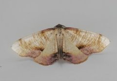 Scorched Wing (Plagodis dolabraria)