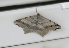 Sharp-angled Peacock (Macaria alternata)