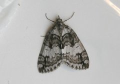 May Highflyer (Hydriomena impluviata)