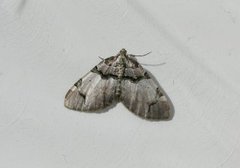 The Streamer (Anticlea derivata)