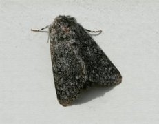 Blågrått kveldfly (Acronicta euphorbiae)