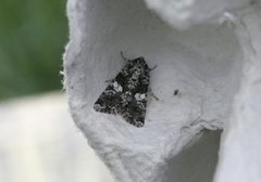 Marbled Coronet (Hadena confusa)