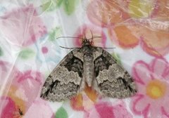 May Highflyer (Hydriomena impluviata)