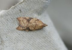 Nettflatvikler (Acleris rhombana)