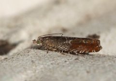 Nut Bud Moth (Epinotia tenerana)