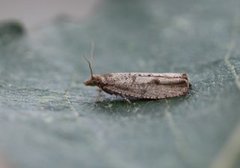 Large Sallow Bell (Epinotia caprana)