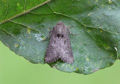 Blekt stengelfly (Luperina testacea)