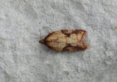 Mjødurtflatvikler (Acleris aspersana)