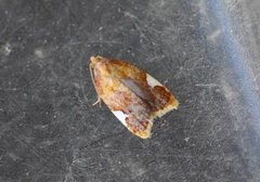 Rød flatvikler (Acleris holmiana)