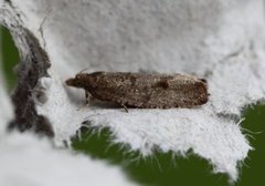 Large Sallow Bell (Epinotia caprana)