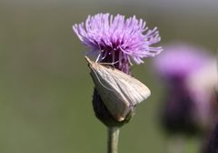 Pale Straw Pearl (Udea lutealis)