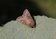 Brunt sumpfly (Helotropha leucostigma)