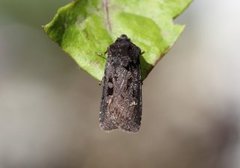 Garden Dart (Euxoa nigricans)