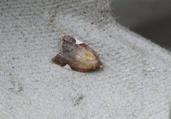 Rød flatvikler (Acleris holmiana)