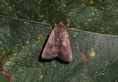 Least Yellow Underwing (Noctua interjecta)