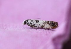 Marbled Bell (Eucosma campoliliana)