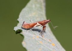 Caloptilia stigmatella