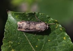 Dark Sword-grass (Agrotis ipsilon)