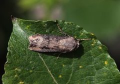 Langvingejordfly (Agrotis ipsilon)