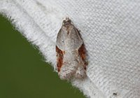 Buskflatvikler (Acleris laterana)