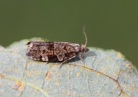 Bartrevikler (Dichelia histrionana)