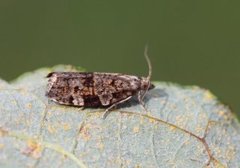 Bartrevikler (Dichelia histrionana)