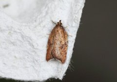 Nettflatvikler (Acleris rhombana)