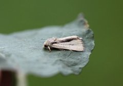 Spinkelt engfly (Mesoligia furuncula)