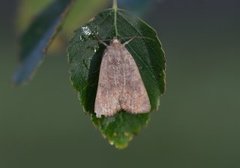 Least Yellow Underwing (Noctua interjecta)