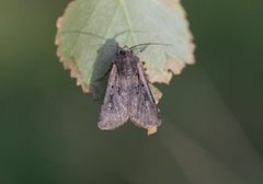 Square-spot Dart (Euxoa obelisca)