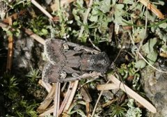 Square-spot Dart (Euxoa obelisca)