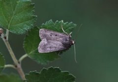 Mouse Moth (Amphipyra tragopoginis)