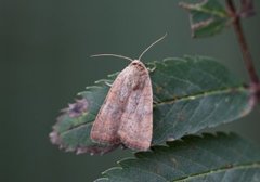 Least Yellow Underwing (Noctua interjecta)