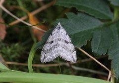 Treble-bar (Aplocera plagiata)