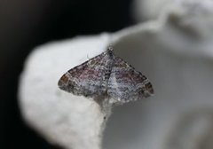Red Twin-spot Carpet (Xanthorhoe spadicearia)