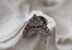 Spruce Carpet (Thera variata)