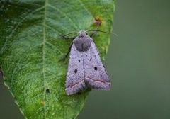 Red-line Quaker (Agrochola lota)