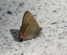 Almestjertvinge (Satyrium w-album)