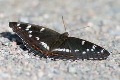 Poplar Admiral (Limenitis populi)