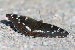 Ospesommerfugl (Limenitis populi)