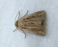 Kommagressfly (Leucania comma)