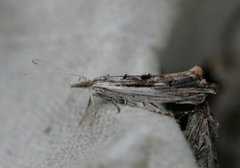 Ypsolopha scabrella