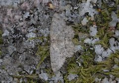 The Annulet (Charissa obscurata)