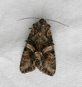 Beautiful Brocade (Lacanobia contigua)