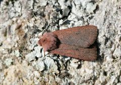 Neglected Rustic (Xestia castanea)