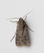 Coast Dart (Euxoa cursoria)