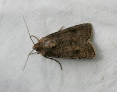 Brunpudret jordfly (Agrotis clavis)